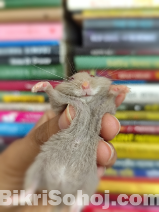 Male Campbell Dwarf Hamster